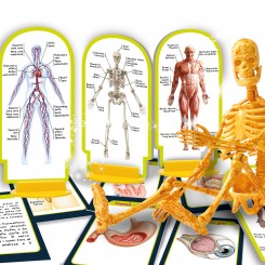 Анатомија на човечкото тело